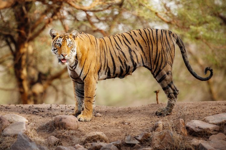 Tigre du Bengale dans le parc de Ranthambore