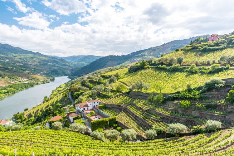 Vignes du Douro