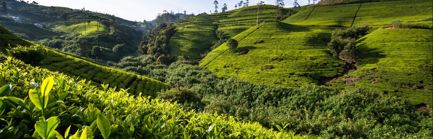 Plantations de thé sur les collines de Nuwara Eliya