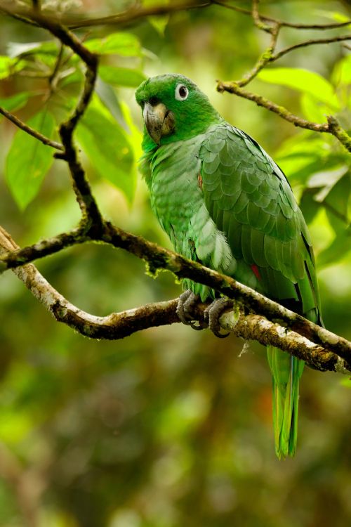 Perroquet amazone dans la forêt amazonienne à Puyo