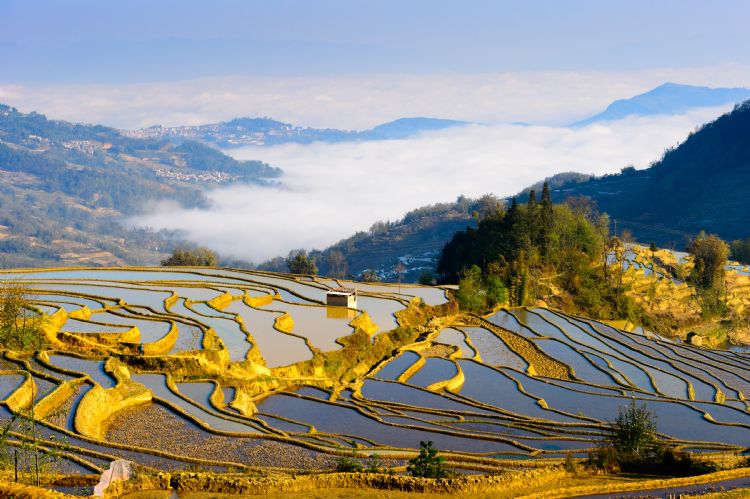 Rizière en terrasse à Yuanyang