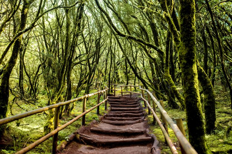 Parc de Garajonay sur l'île de la Gomera