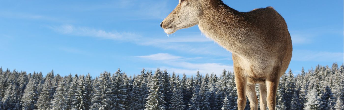 Parc Polaire dans le Jura