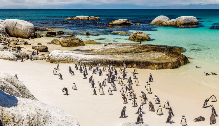 Colonie de manchots sur la plage de Boulders