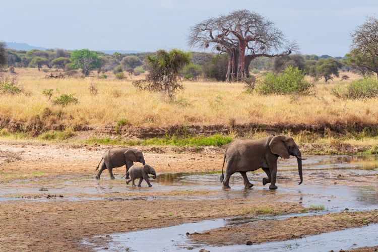 Eléphants dans le parc du Tarangire